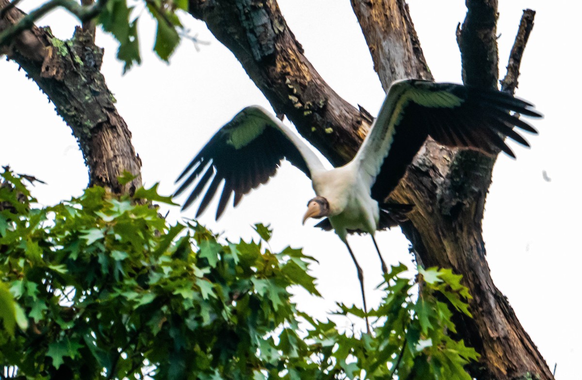 Wood Stork - ML371574381