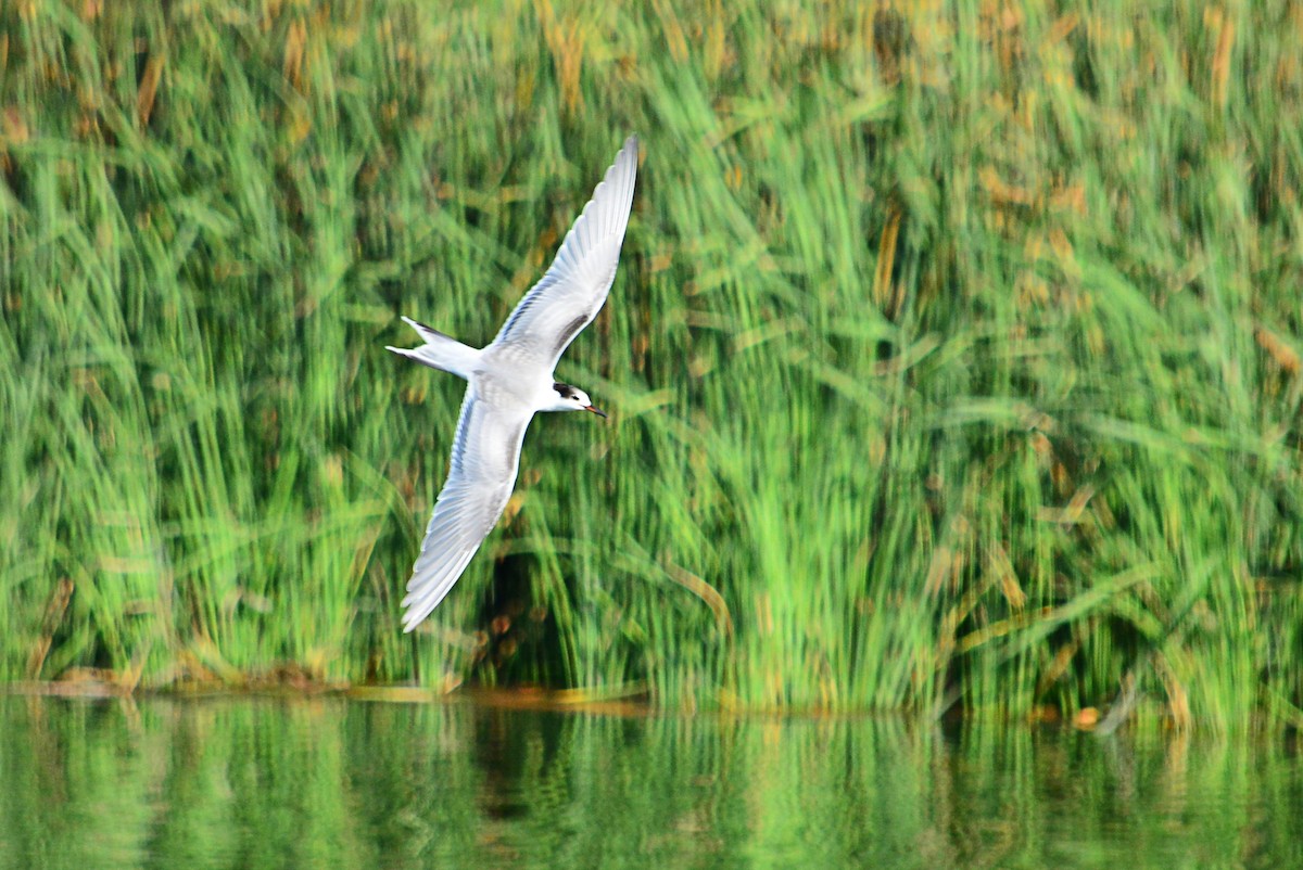 Common Tern - ML371575421