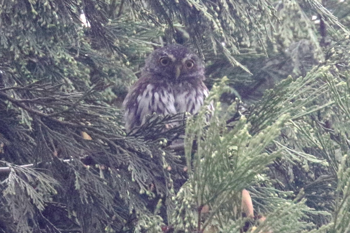 Northern Pygmy-Owl - Noah Strycker