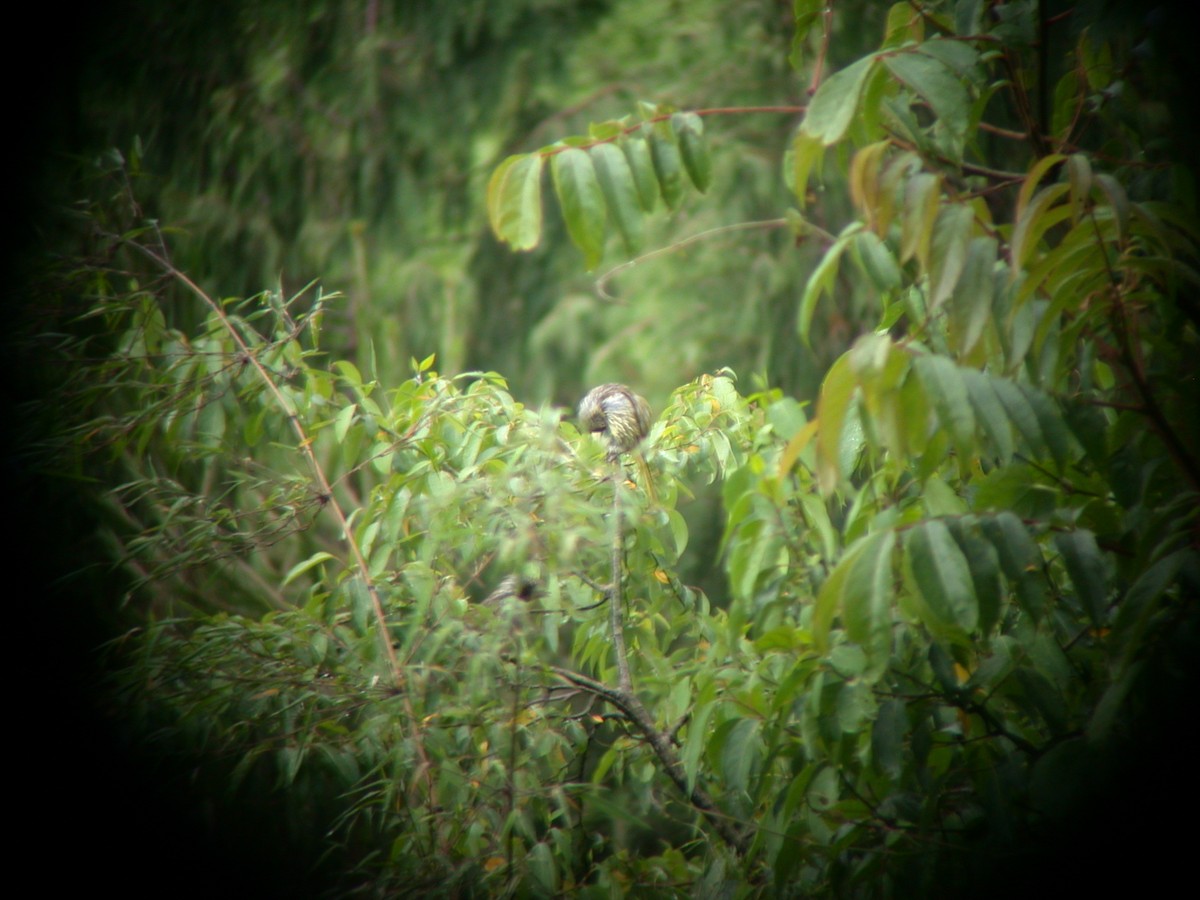 Striated Bulbul - Jack Tordoff