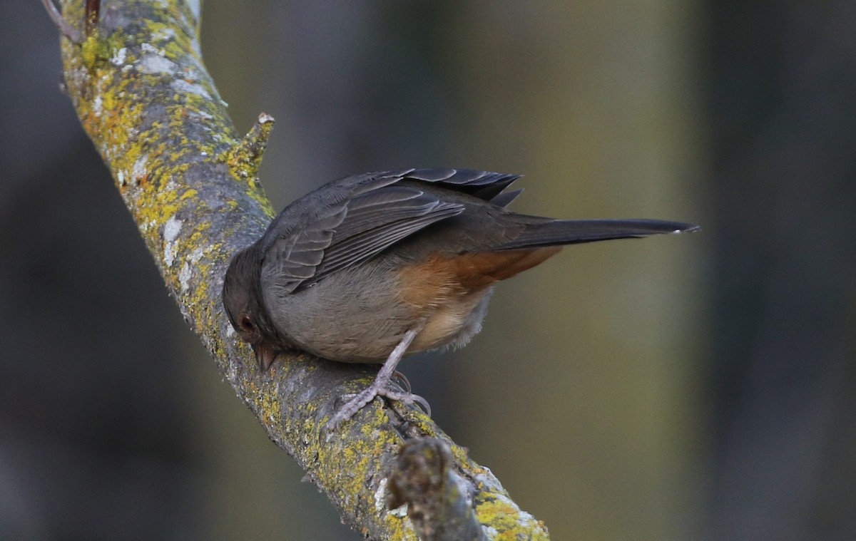 California Towhee - Kevin Thomas