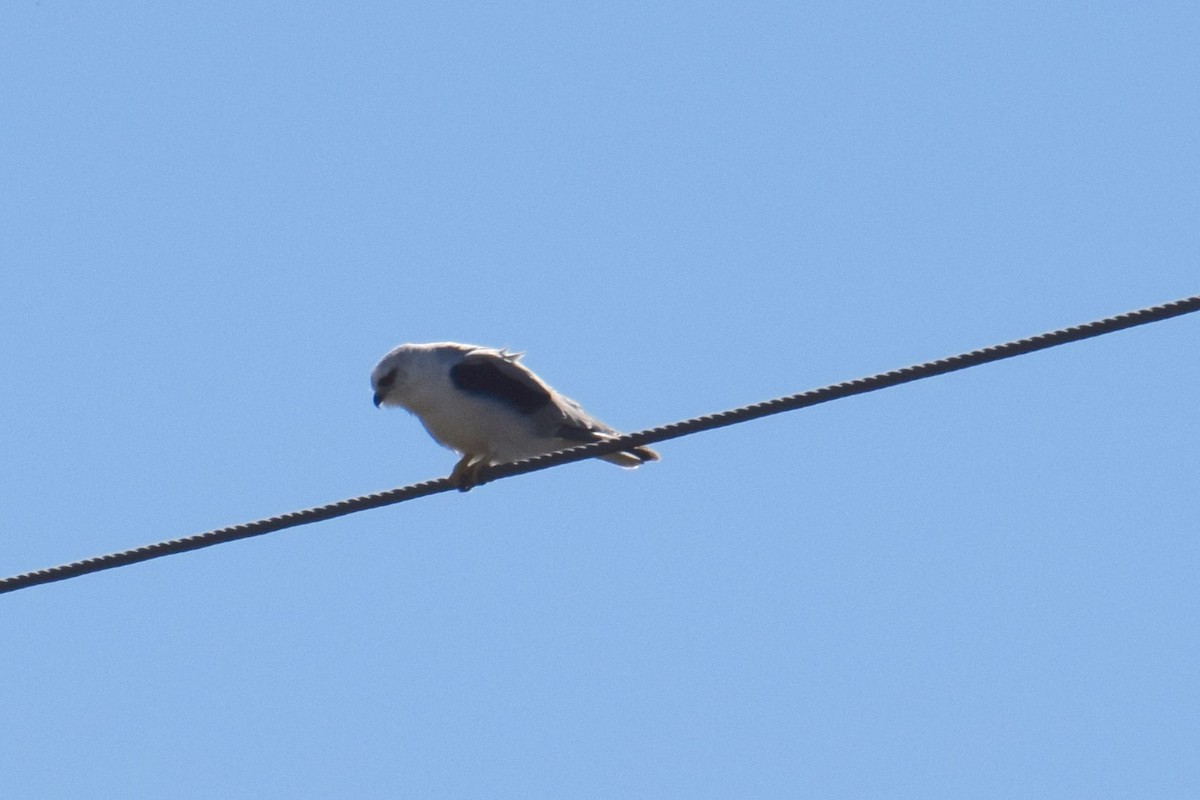 Black-shouldered Kite - ML37157911