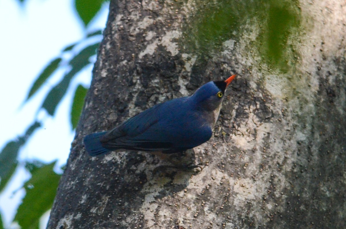 Velvet-fronted Nuthatch - ML37157921