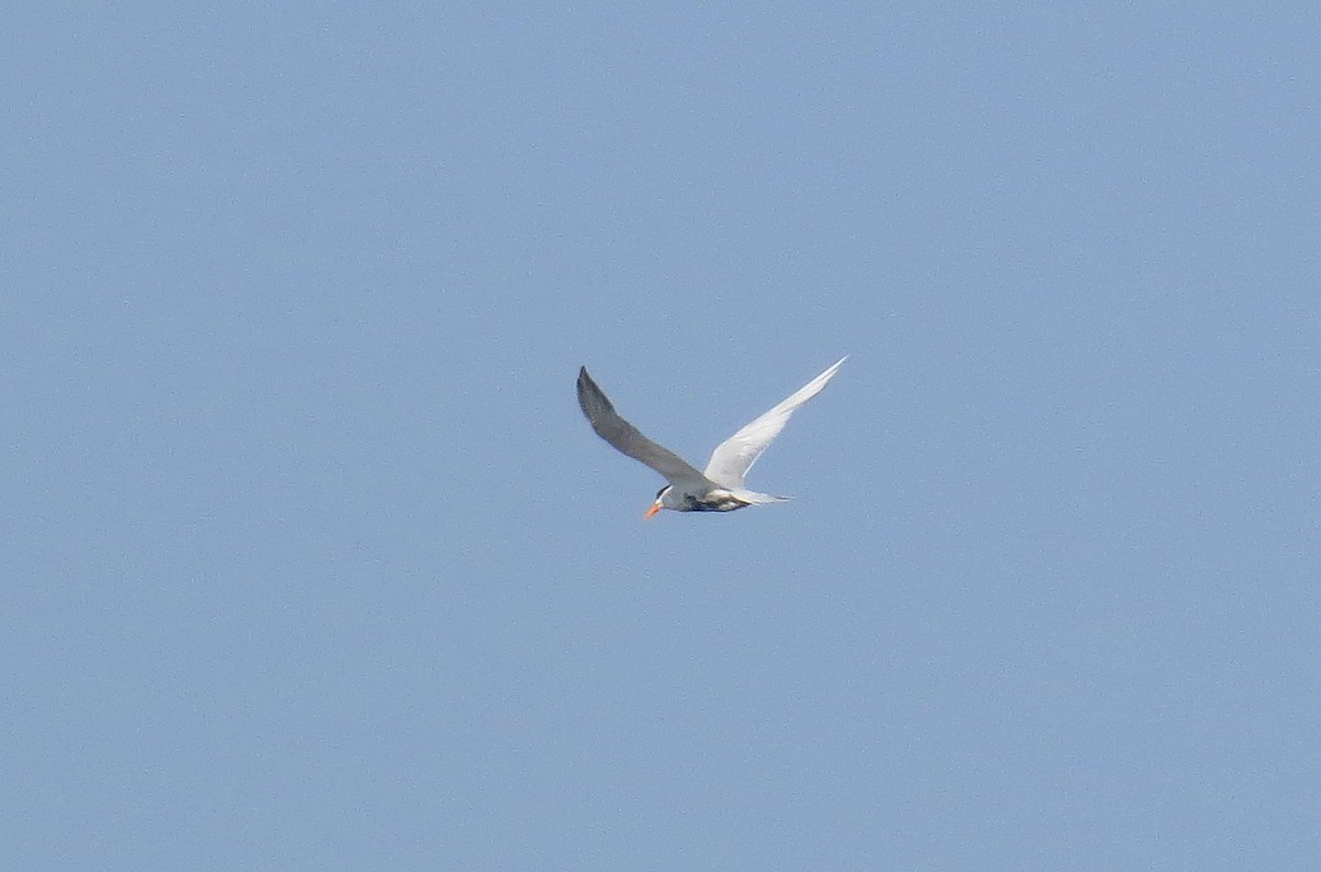 Black-bellied Tern - ML371580081