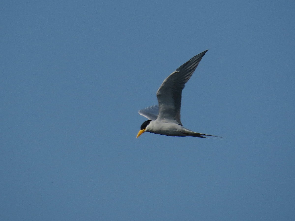 River Tern - Udiyaman Shukla