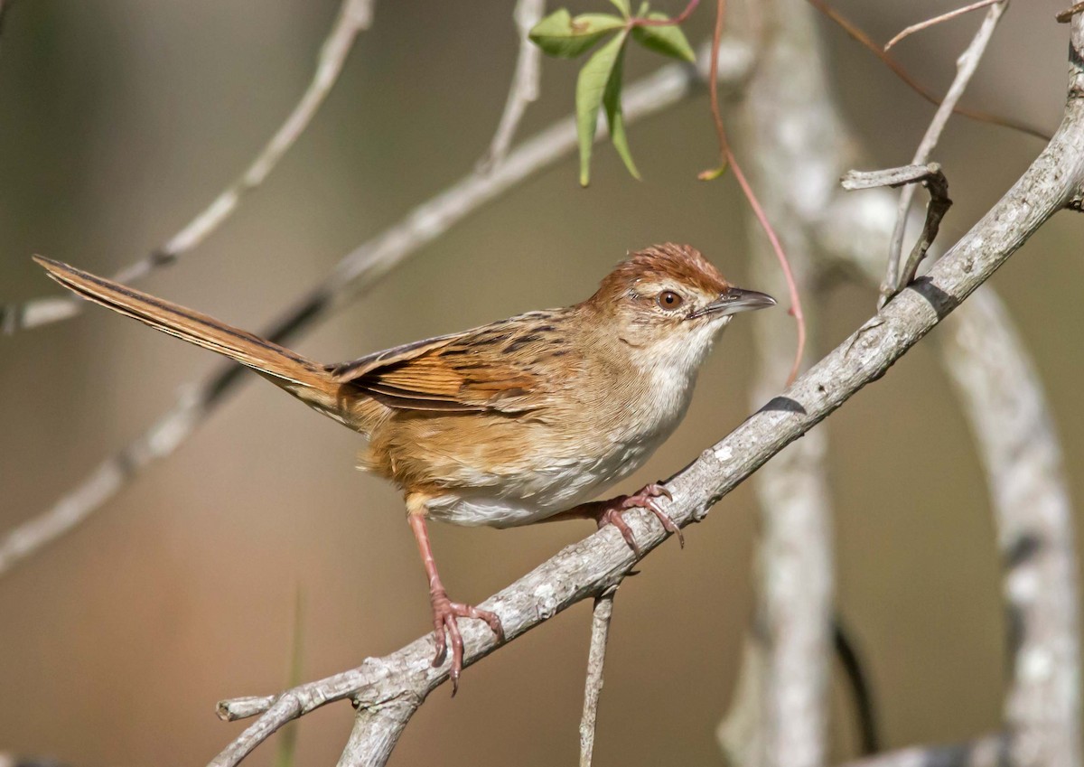 Tawny Grassbird - Andrew Allen