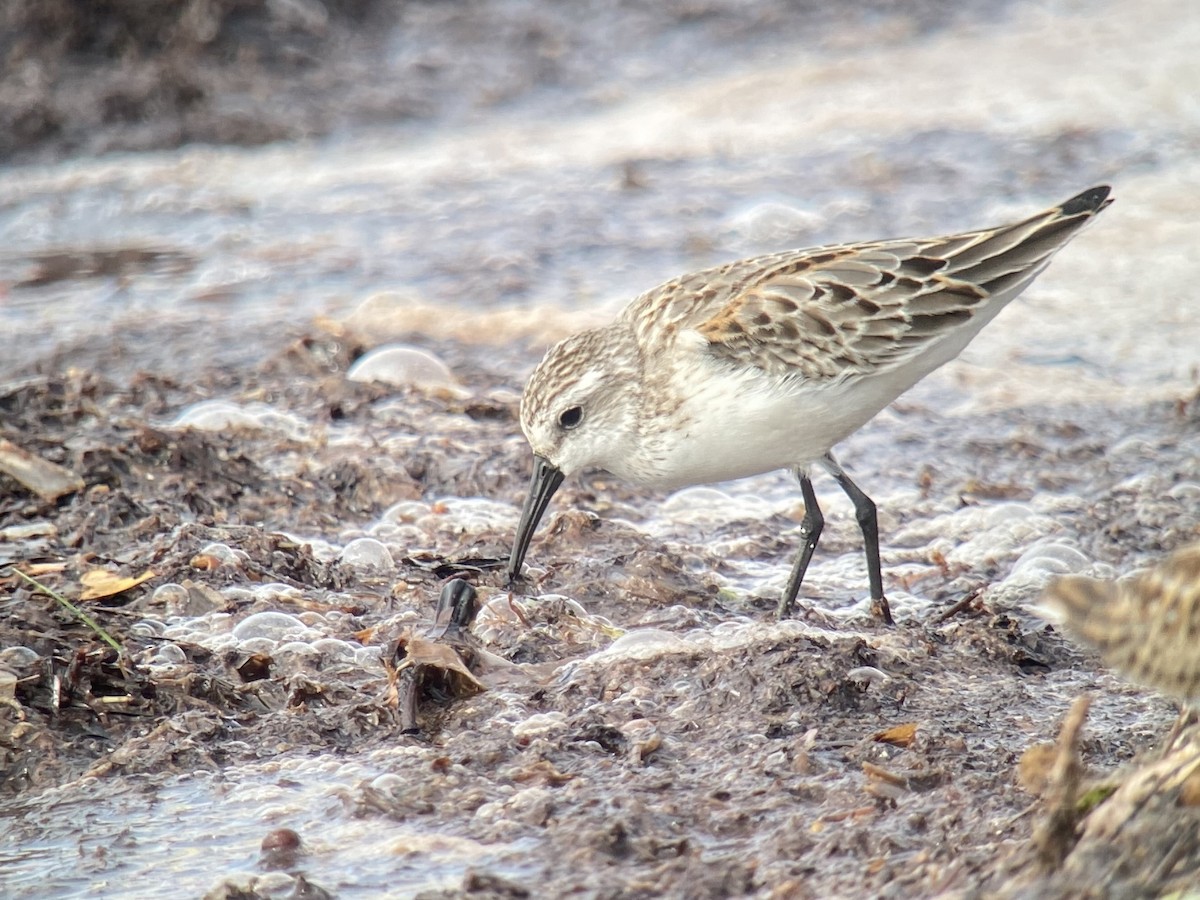 Western Sandpiper - Brian Cammarano