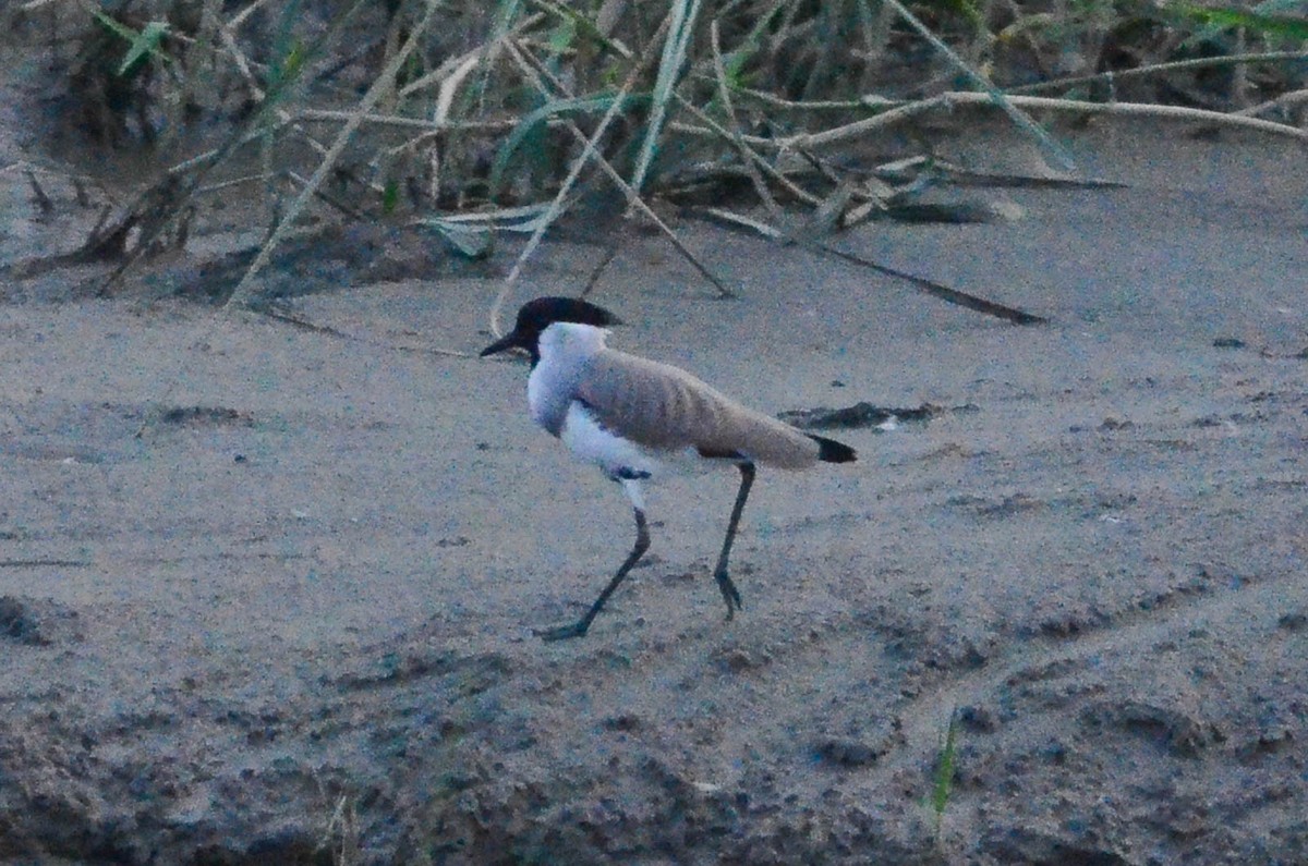 River Lapwing - Nikolaj Mølgaard Thomsen