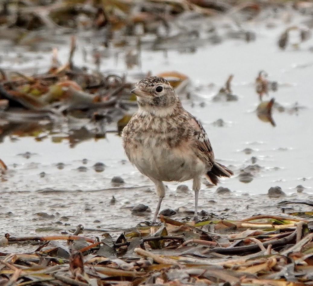 Horned Lark - ML371581911