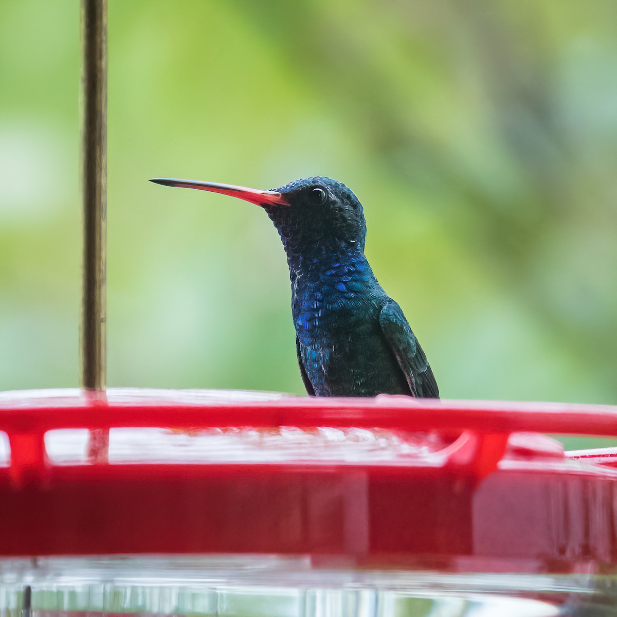 Broad-billed Hummingbird - ML371581921