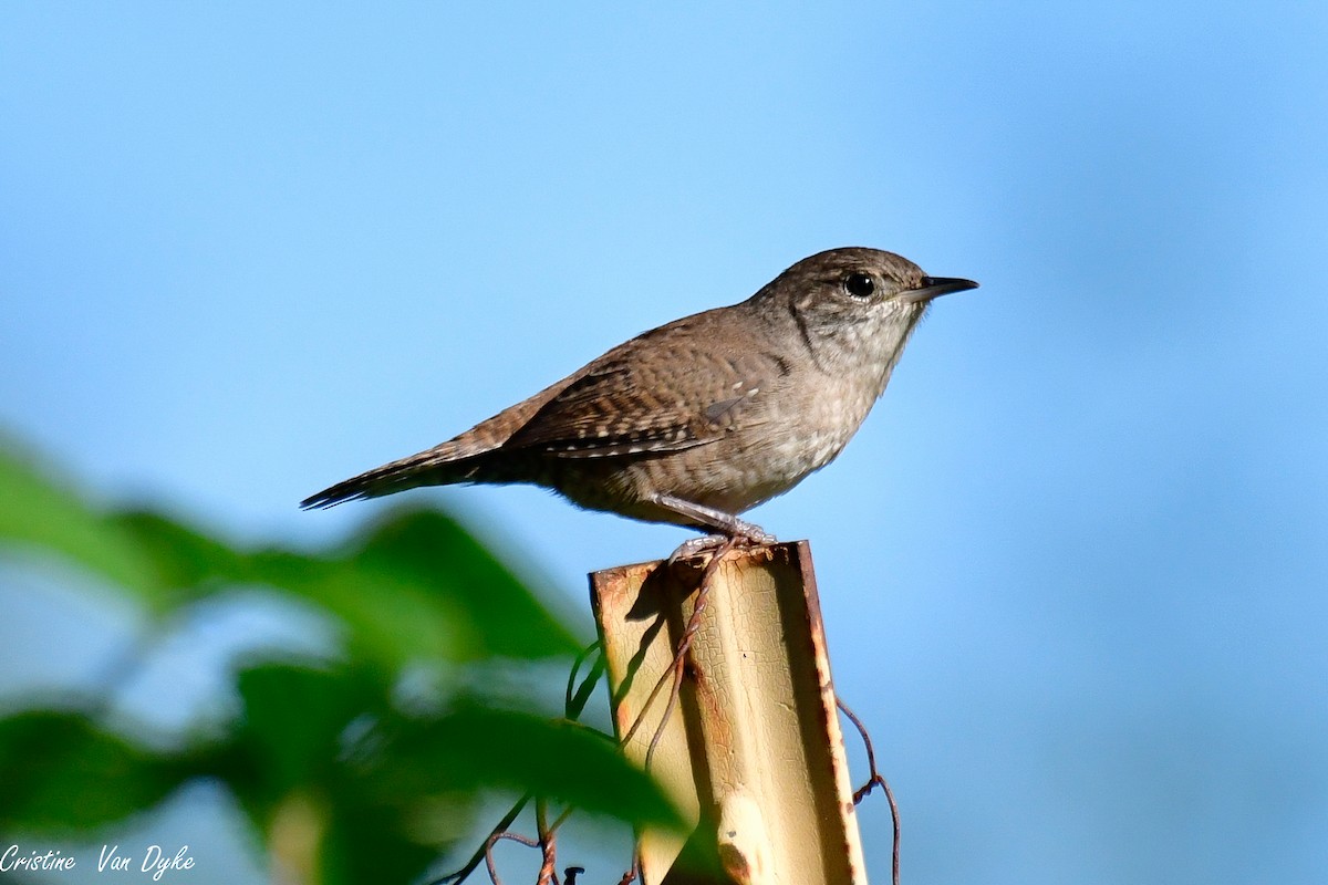 Chochín Criollo - ML371582311