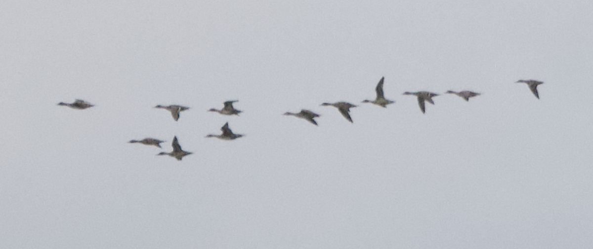 Northern Pintail - ML371584071