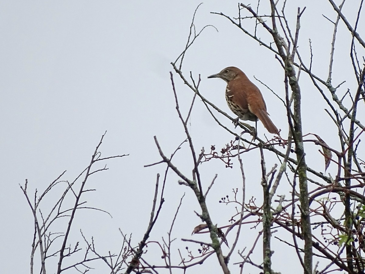 Brown Thrasher - ML371584491
