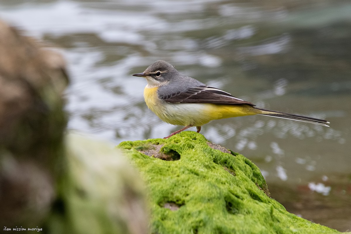 Gray Wagtail - ML371584521