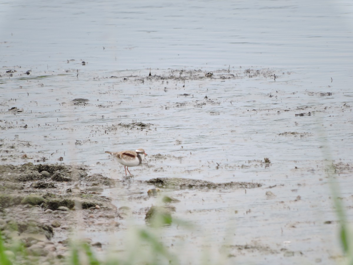 Black-fronted Dotterel - Kate La Plante