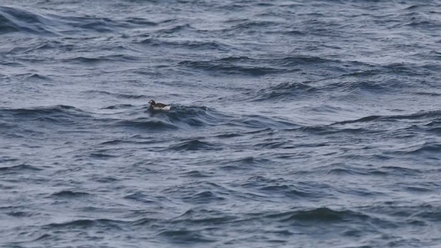 Long-tailed Duck - ML371585181