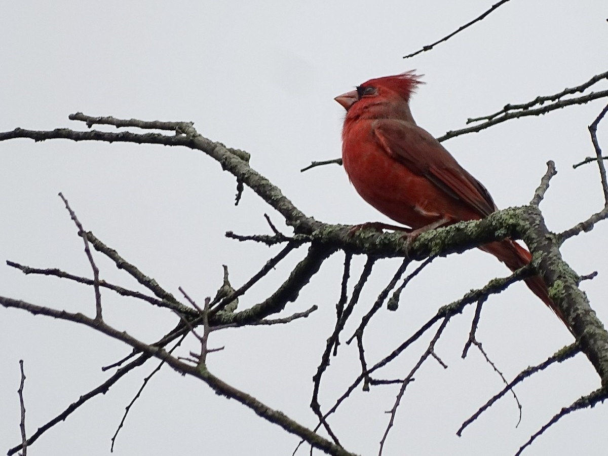 Northern Cardinal - ML371586171