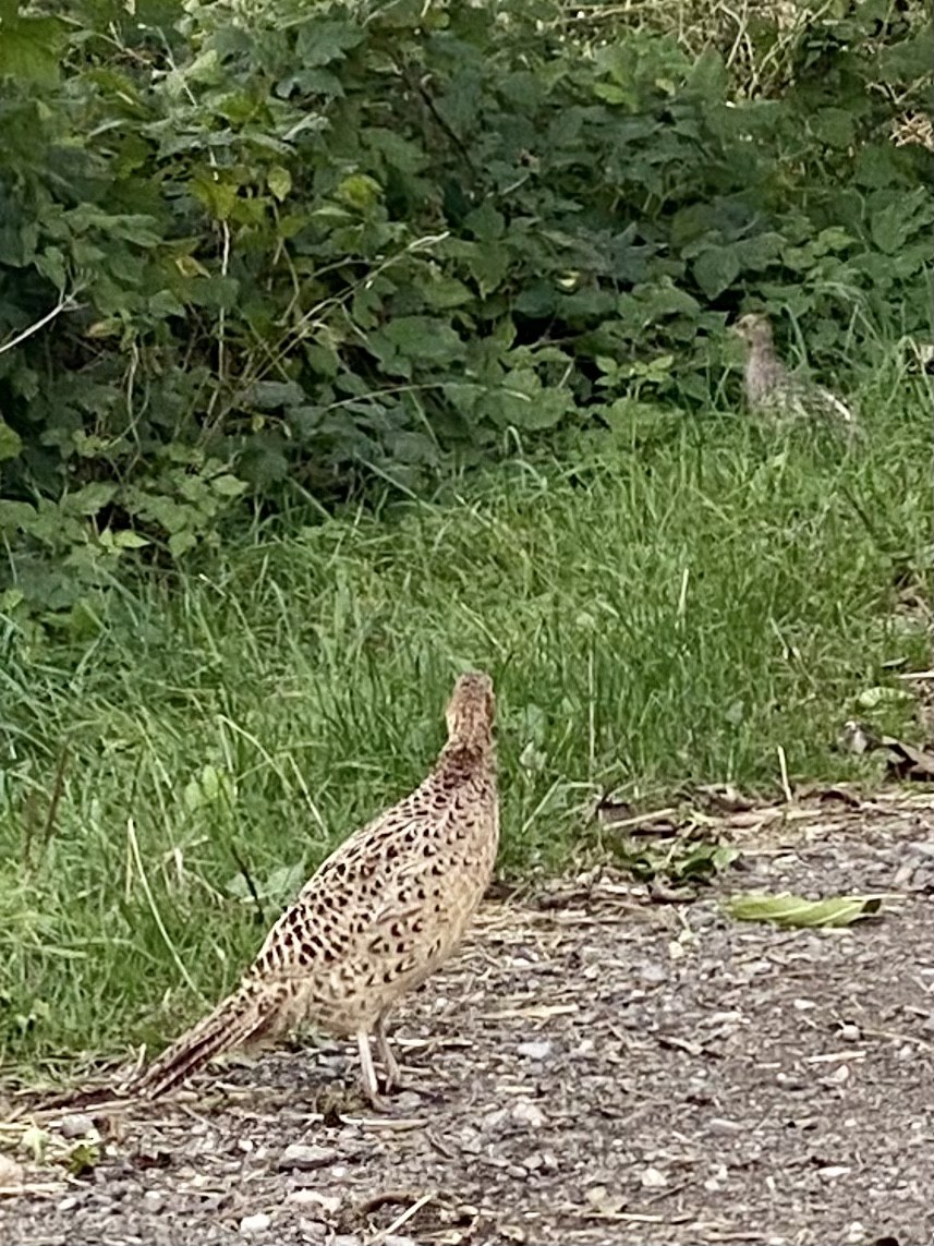 Ring-necked Pheasant - ML371589671