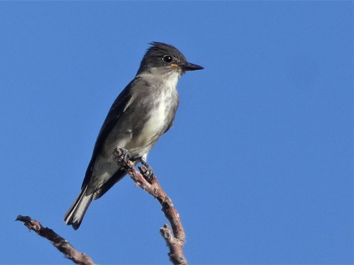 Olive-sided Flycatcher - Garry Hayes