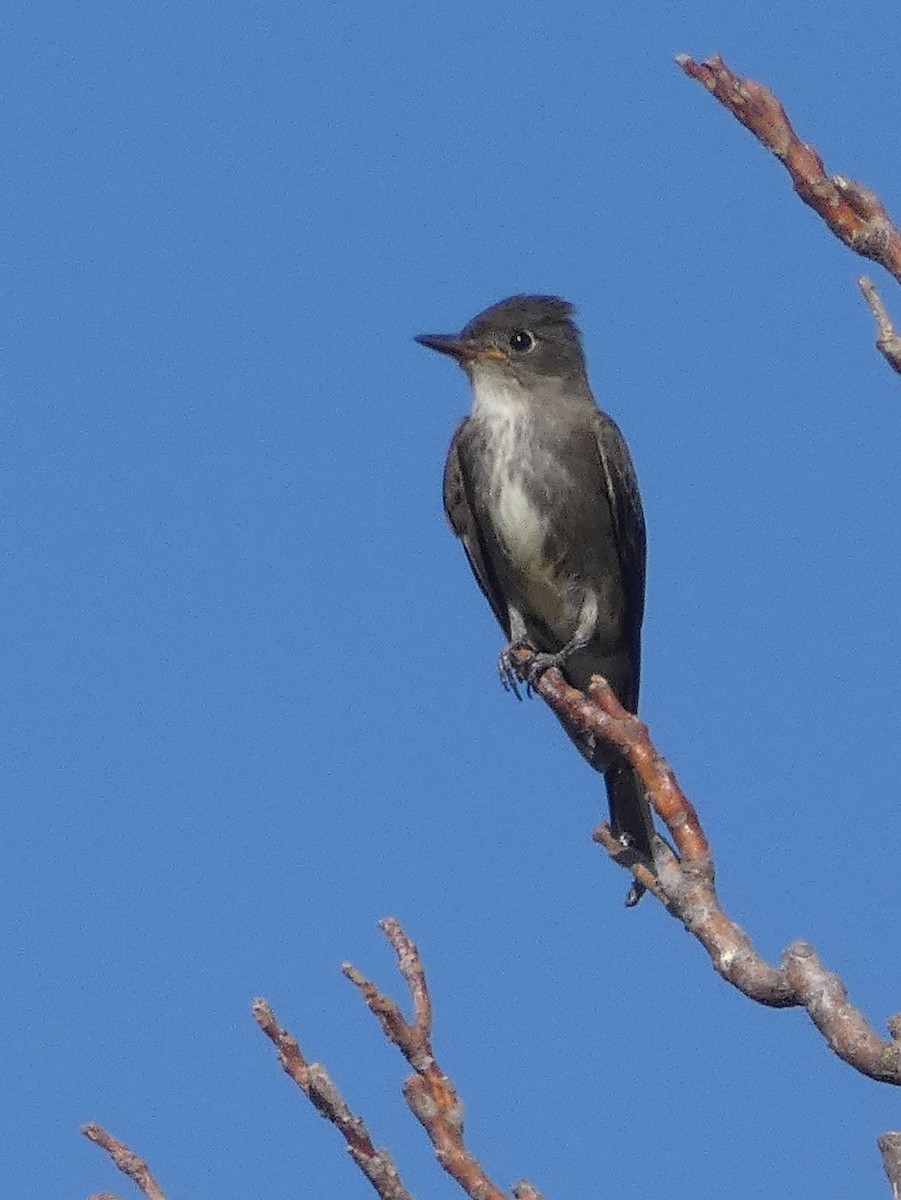 Olive-sided Flycatcher - ML371590141