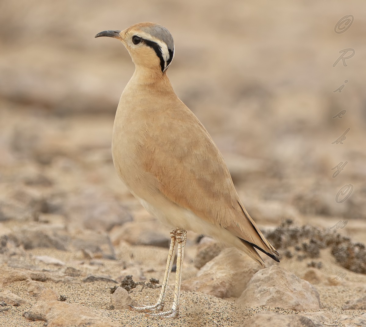 Cream-colored Courser - ML371590331