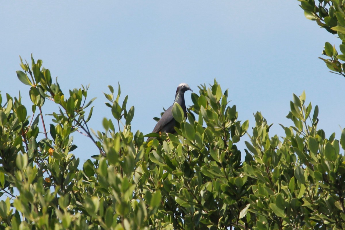 White-crowned Pigeon - ML371592371
