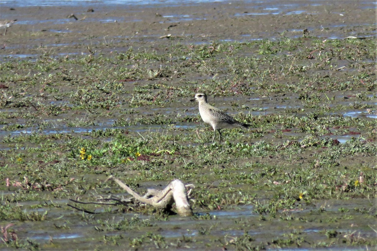 Black-bellied Plover - ML371593751