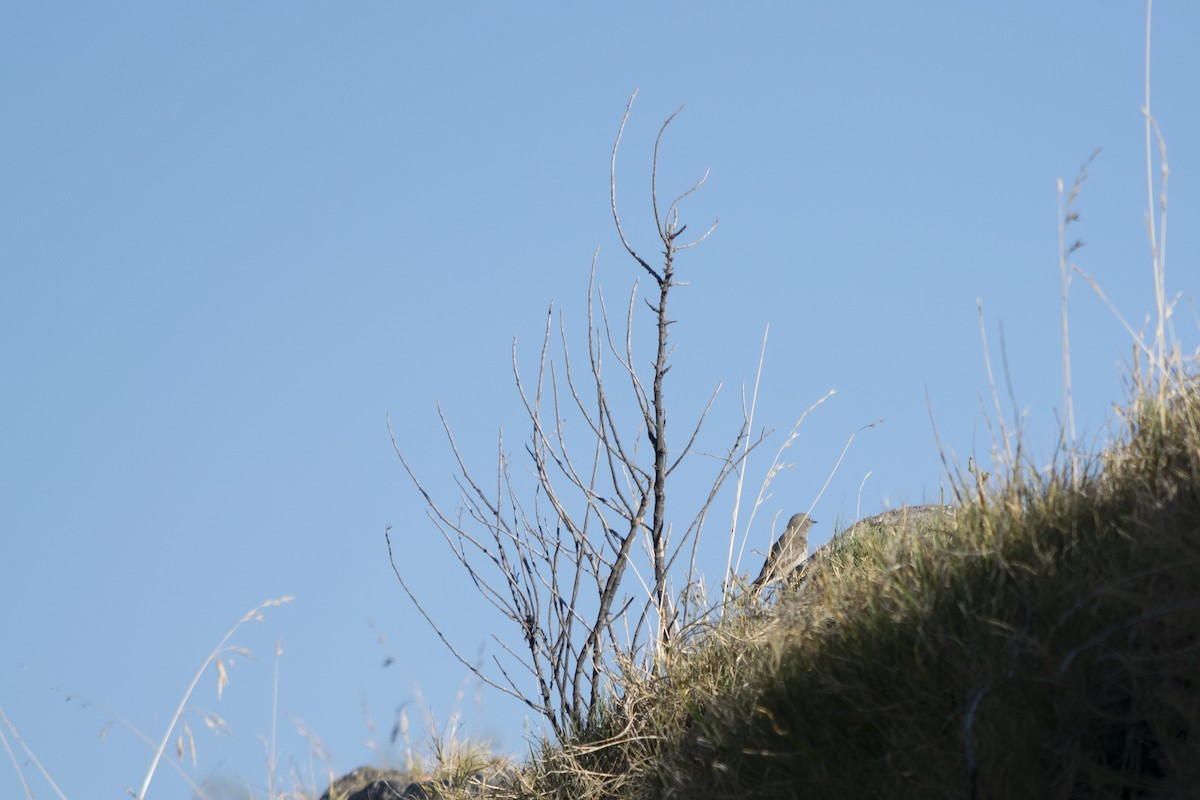 Spot-billed Ground-Tyrant - ML371593761