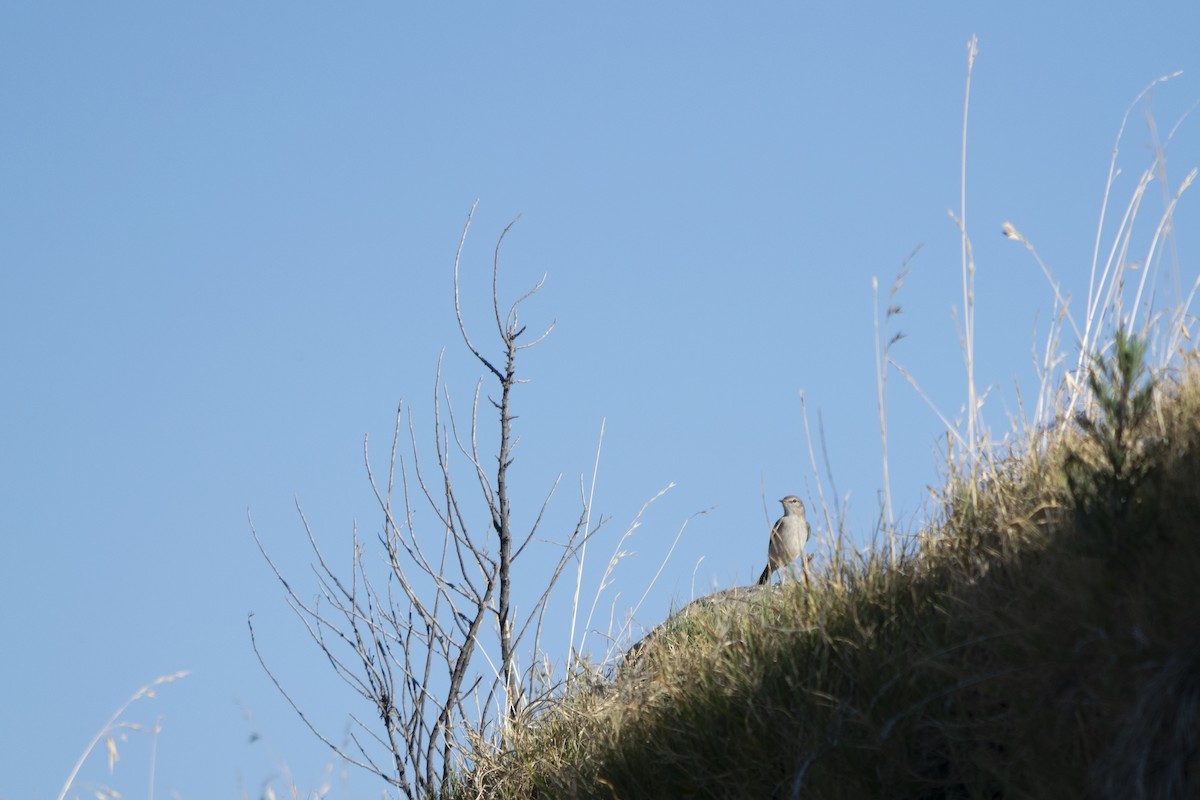 Spot-billed Ground-Tyrant - ML371593981