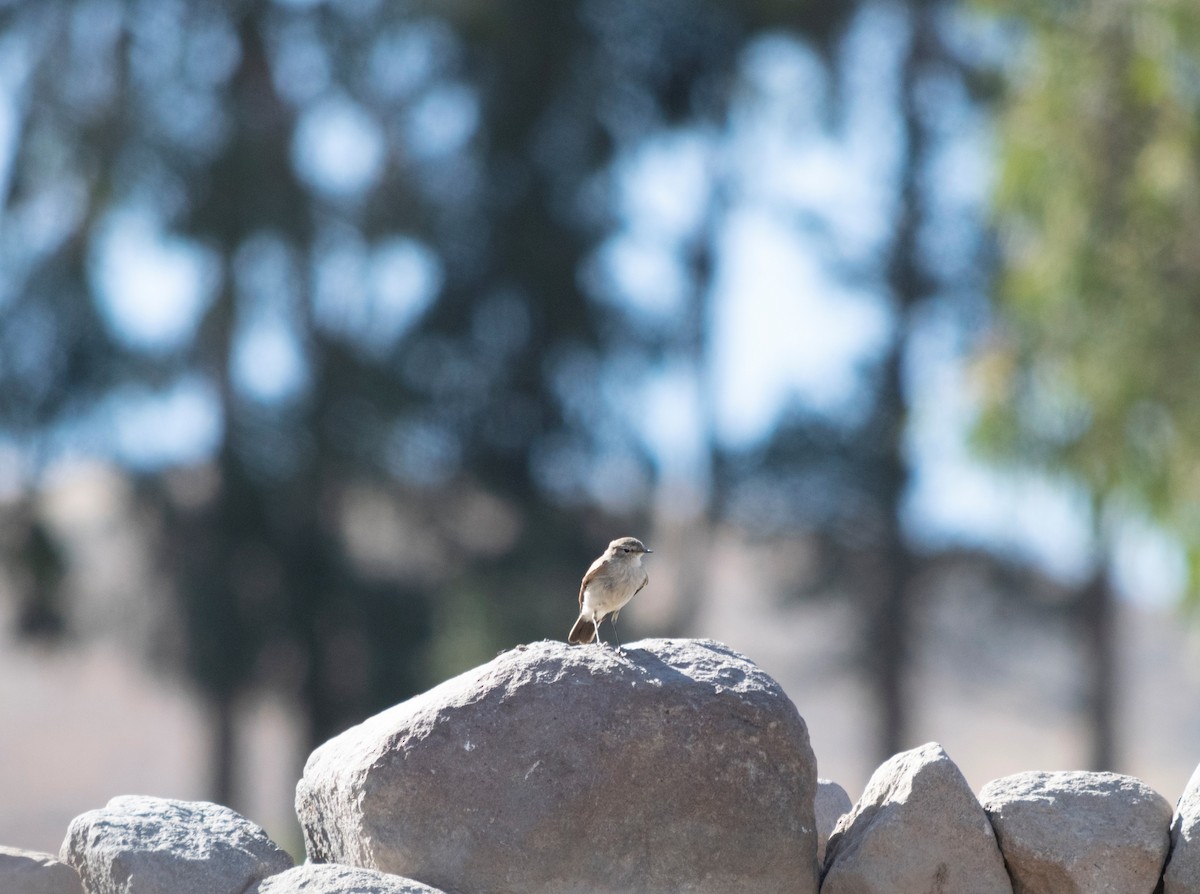 Spot-billed Ground-Tyrant - ML371594611