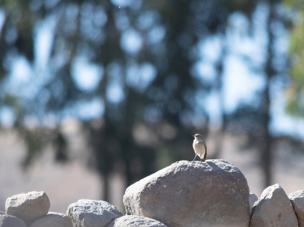 Spot-billed Ground-Tyrant - ML371594621