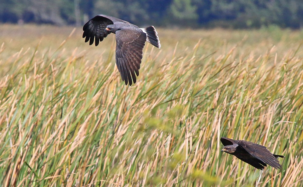 Snail Kite - Corey Finger