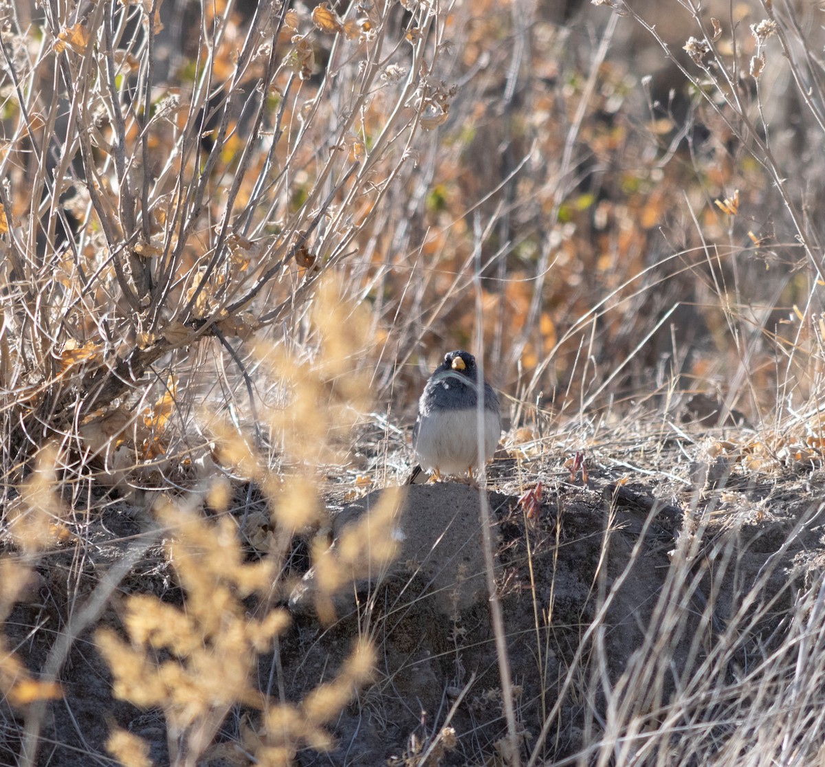 Band-tailed Sierra Finch - ML371595251