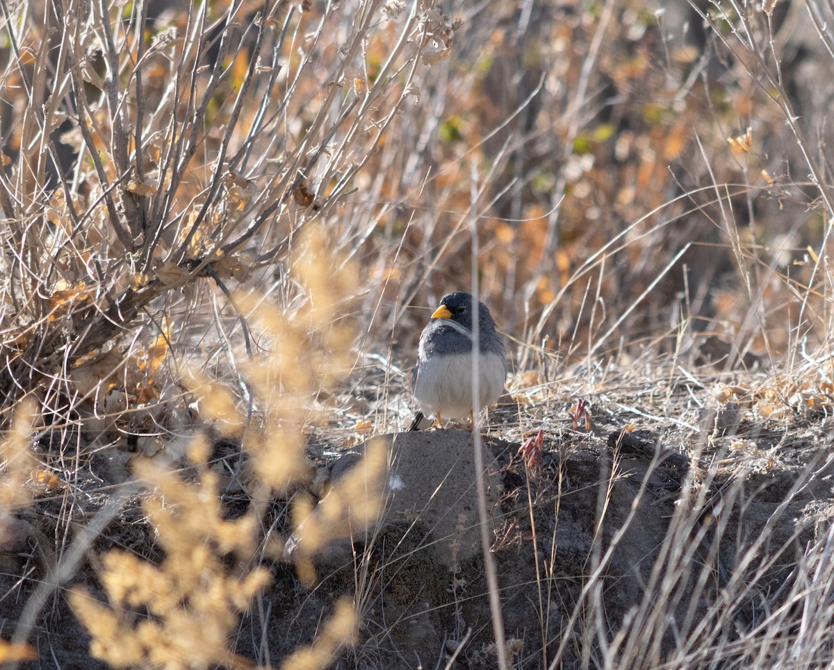 Band-tailed Sierra Finch - ML371595291