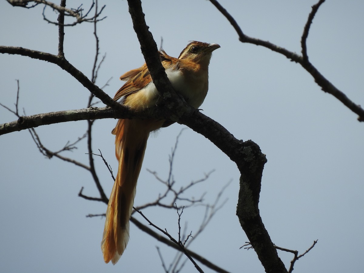 Striped Cuckoo - Michael Eduardo Sasvin Carranza