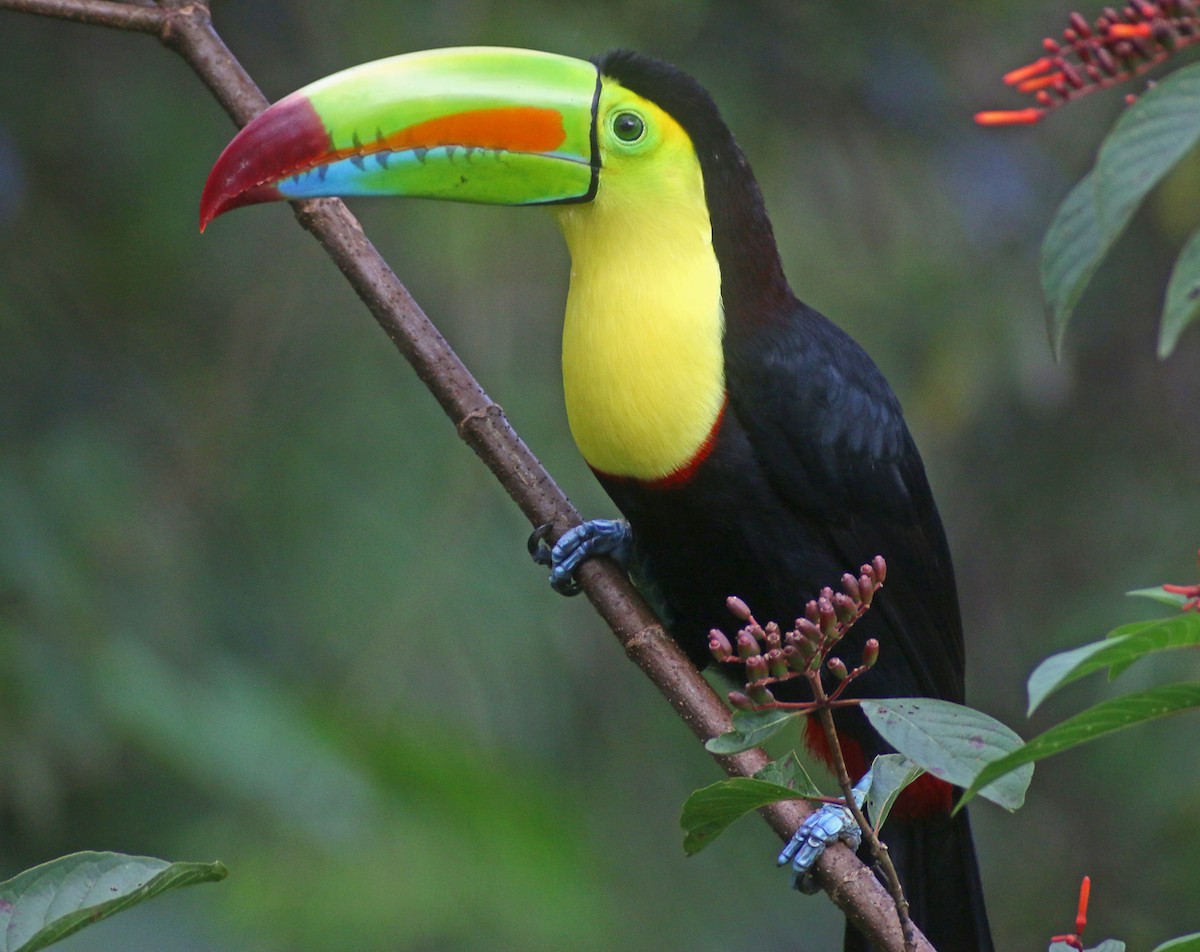 Keel-billed Toucan - ML37159851