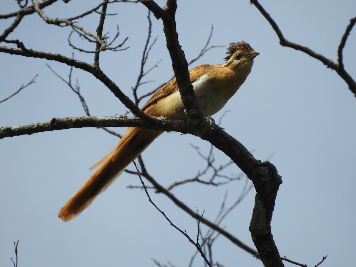 Striped Cuckoo - ML371598521