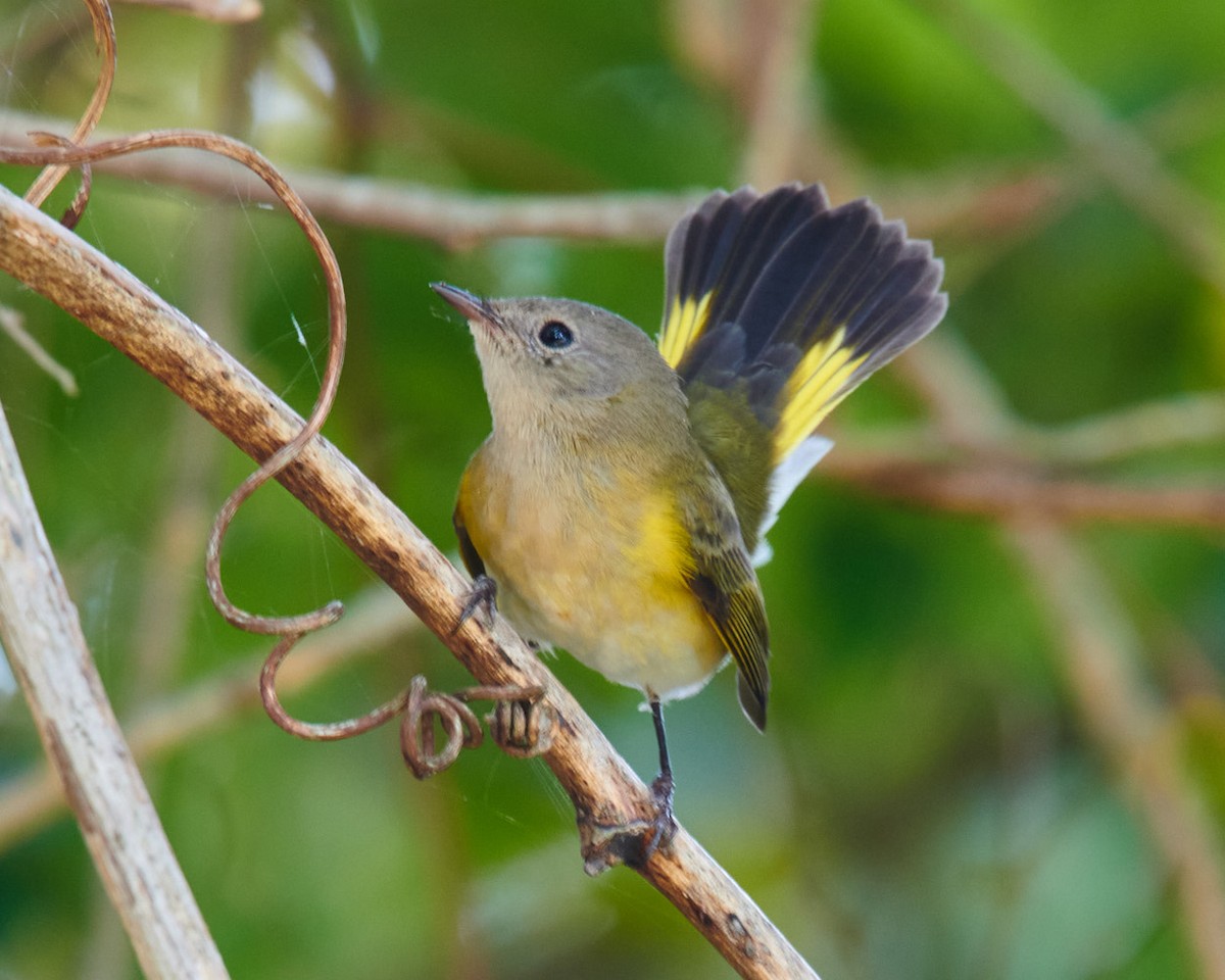 American Redstart - Jerry Messinger