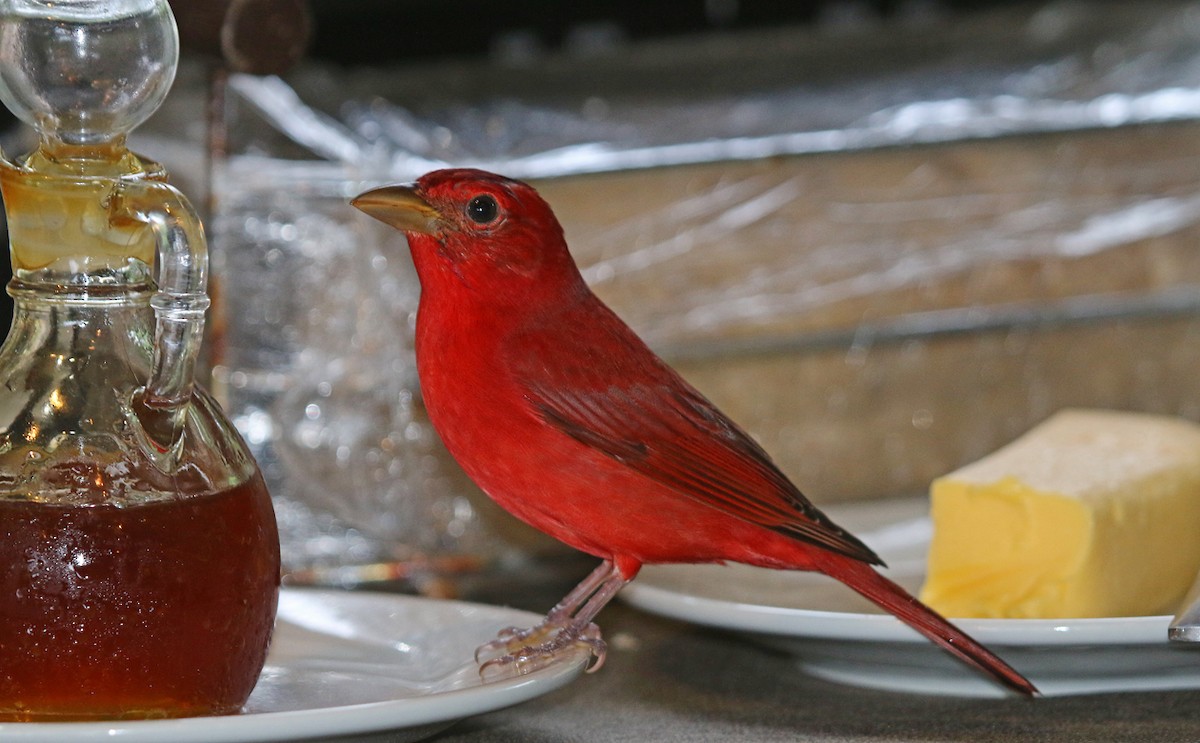 Summer Tanager - ML37159931