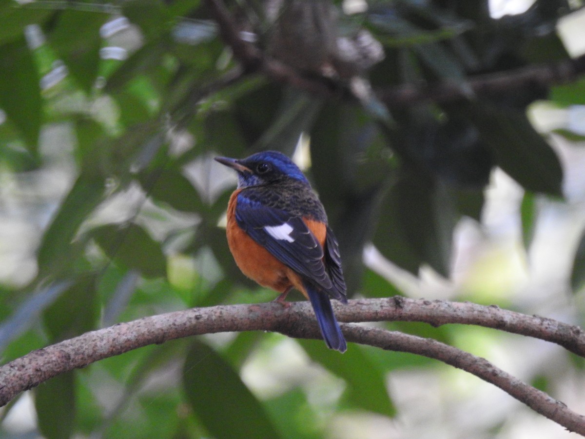 Blue-capped Rock-Thrush - ML371599691