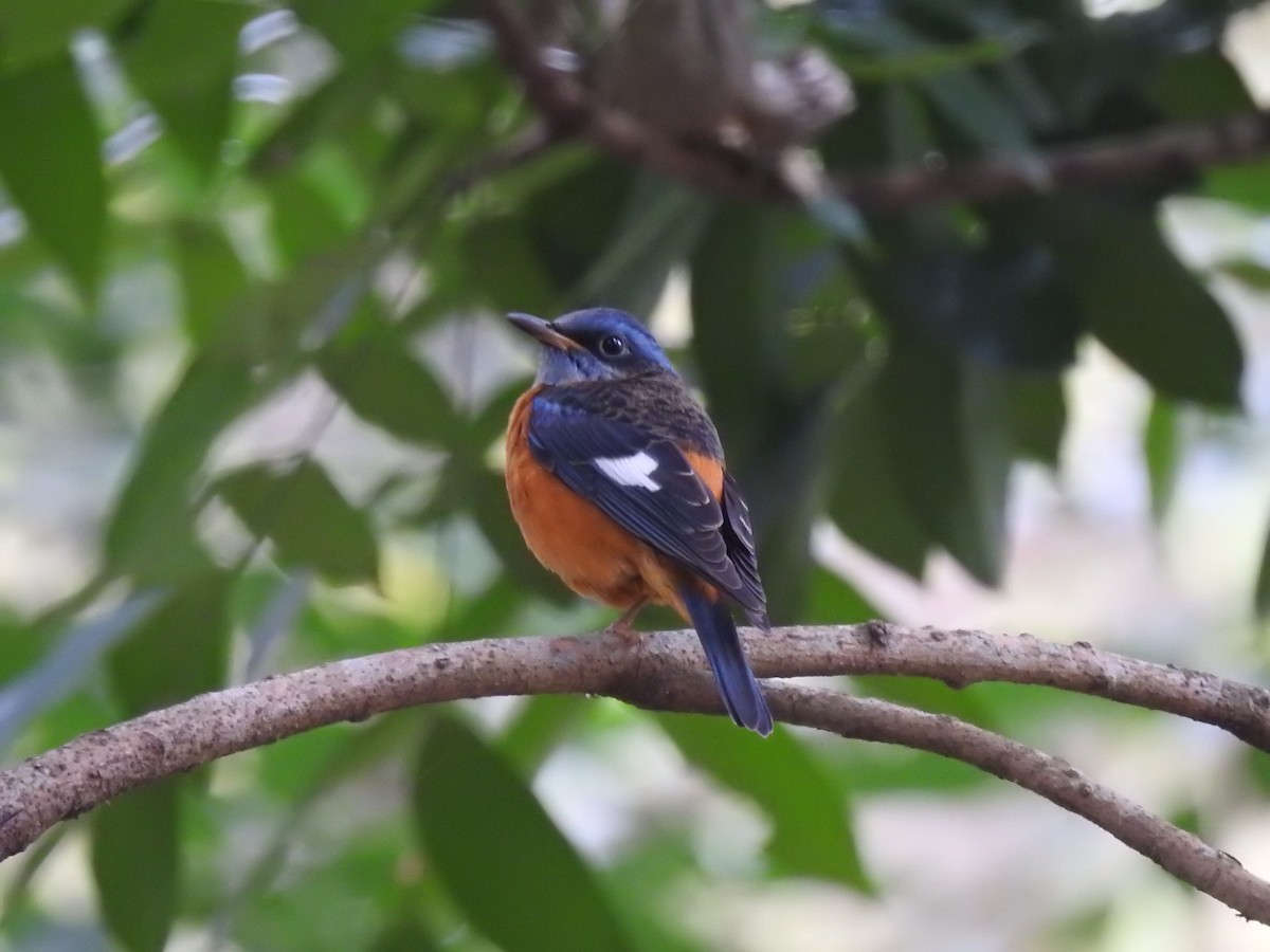 Blue-capped Rock-Thrush - ML371600141