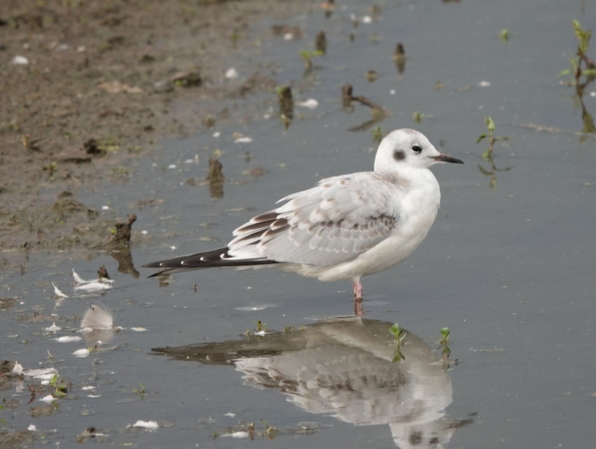 Bonaparte's Gull - Jack Hurt