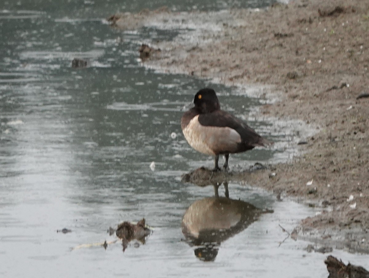 Greater/Lesser Scaup - Jack Hurt