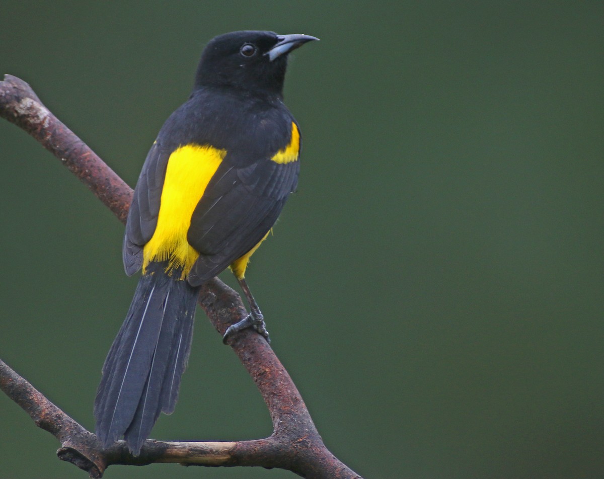 Black-cowled Oriole - Corey Finger
