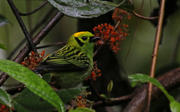 Emerald Tanager - Corey Finger