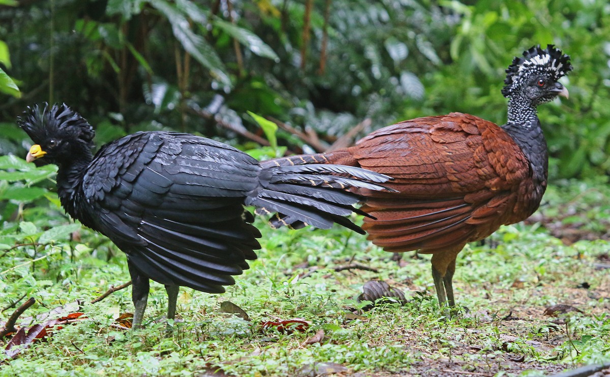 Great Curassow - ML37160191