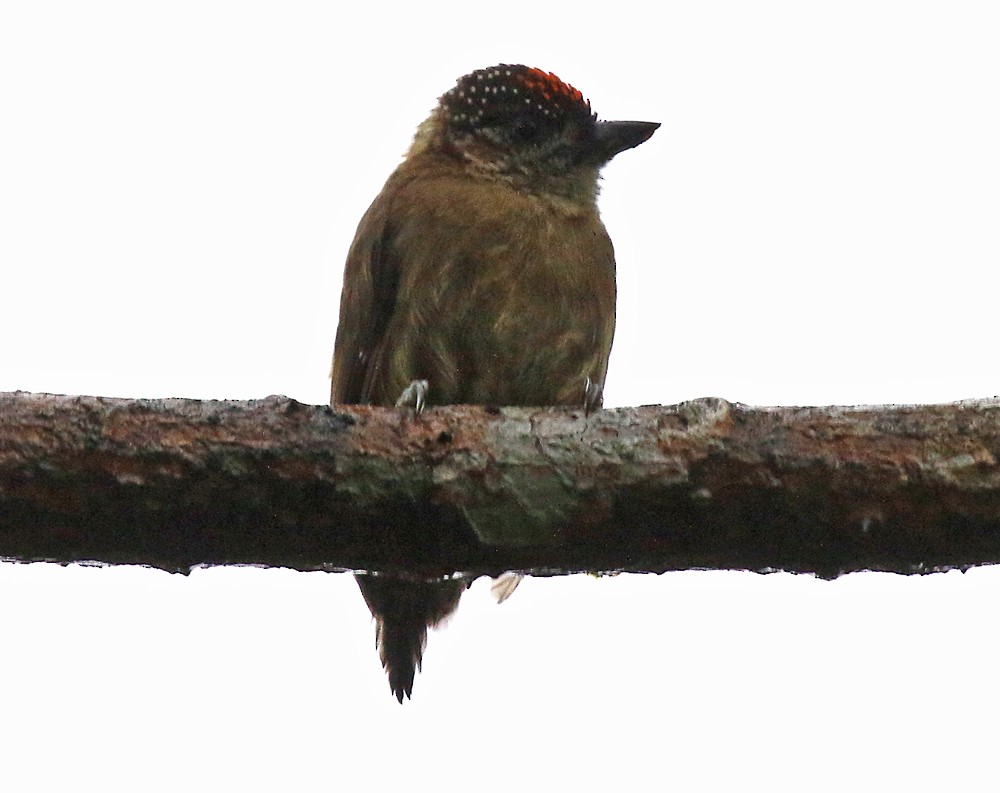 Olivaceous Piculet - ML37160221