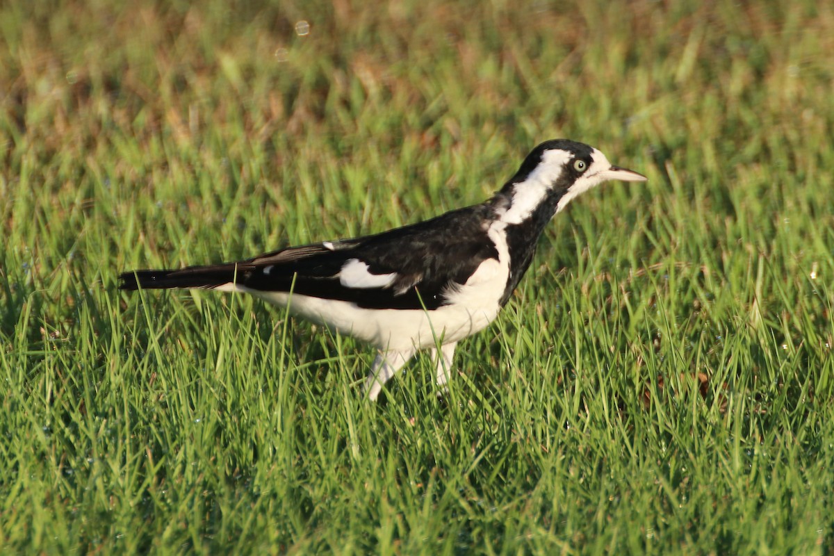 Magpie-lark - ML371602781