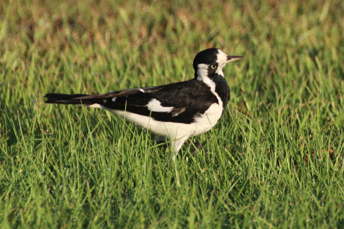 Magpie-lark - ML371602791