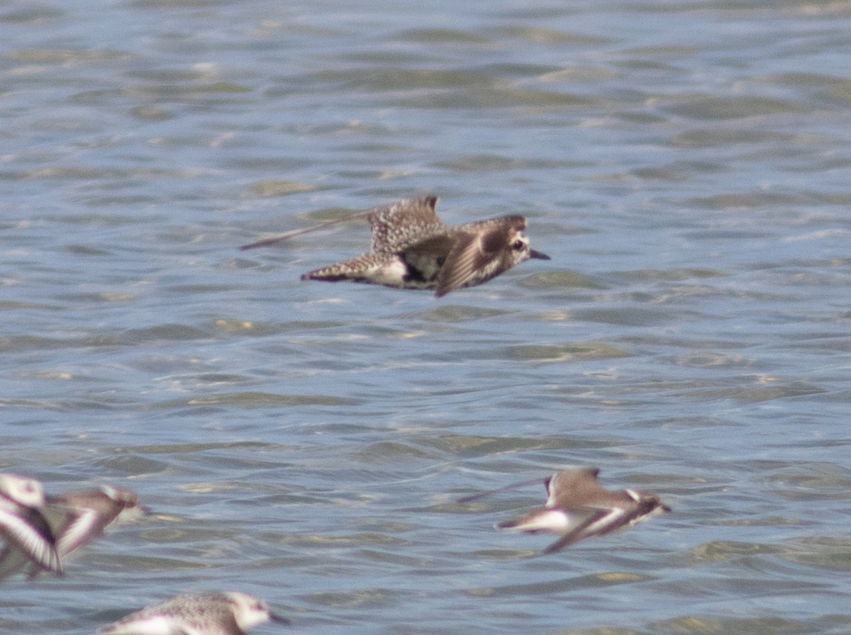 American Golden-Plover - ML371602951